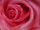 this flower for khalid